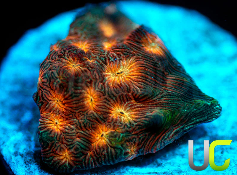 UC Plutonium Lepto
