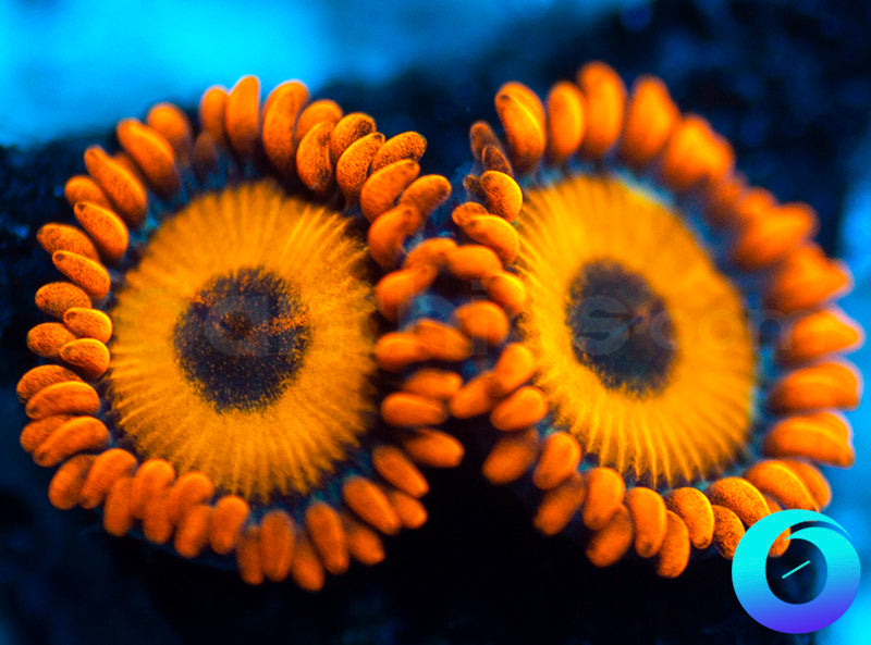 Oxides