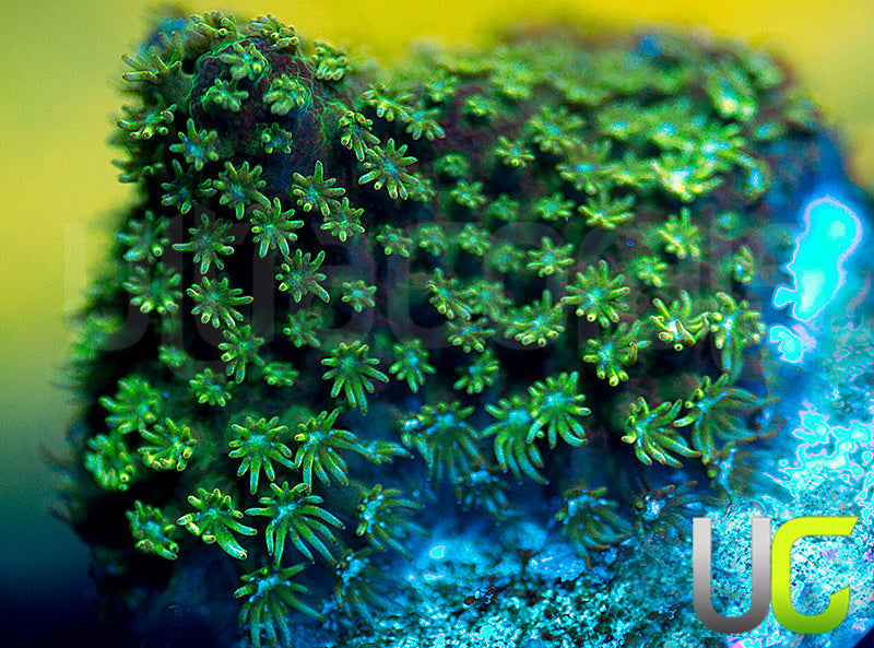 UC Everglades Stylo