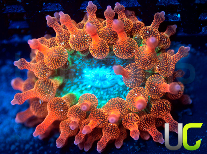 UC Spitfire Anemone SM