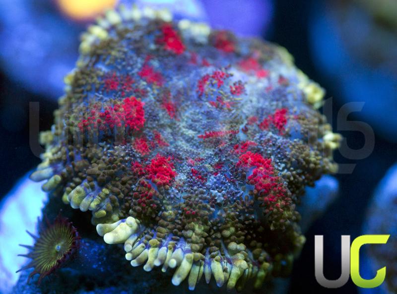 UC High Roller Rhodactis Mushroom