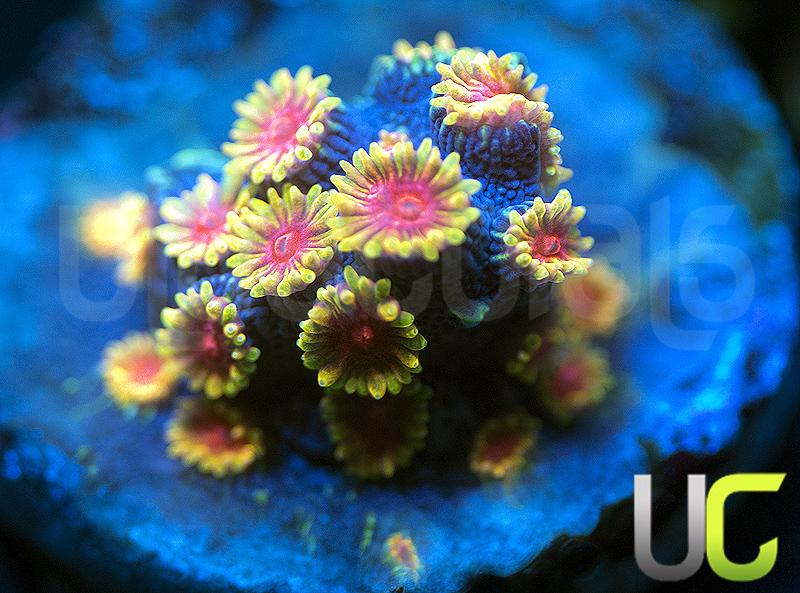 WWC Bizarro Cyphastrea