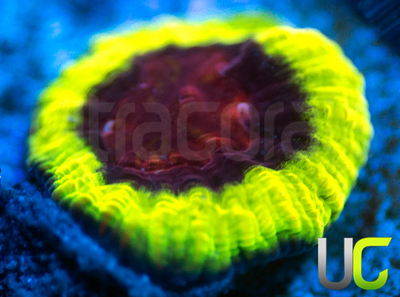 UC Evil Eye Favia