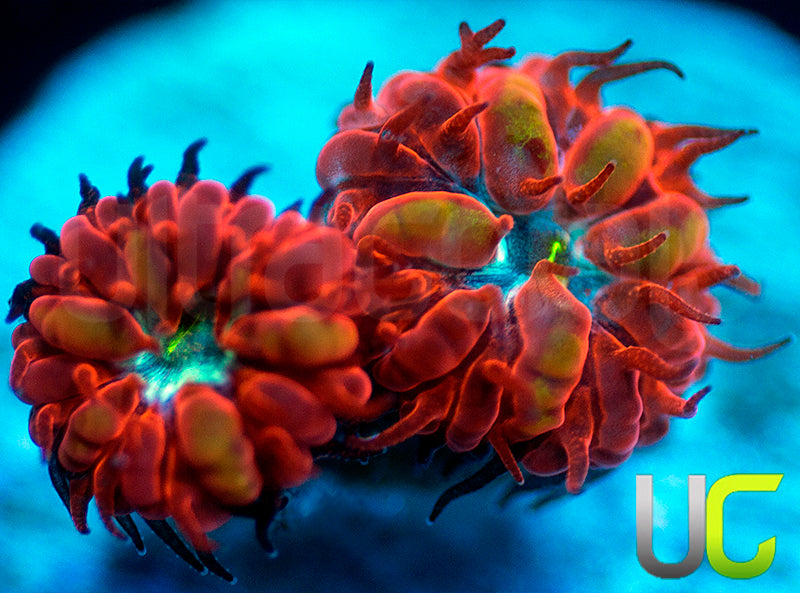 UC Blue Raven Blastos