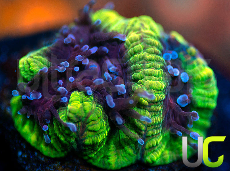 UC Prime Time Platy