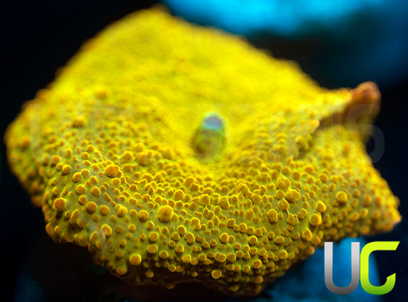 Jawbreaker Mushroom