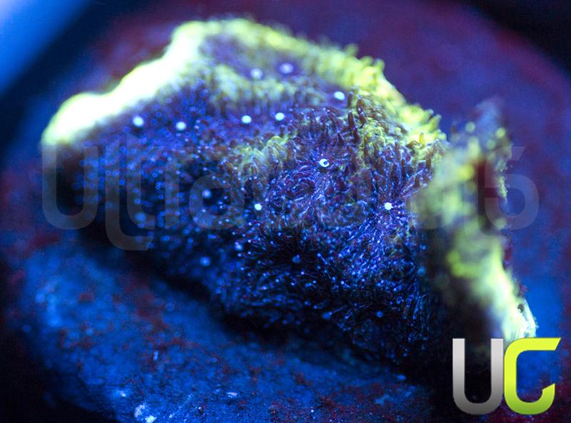 UC Toxic Constellation