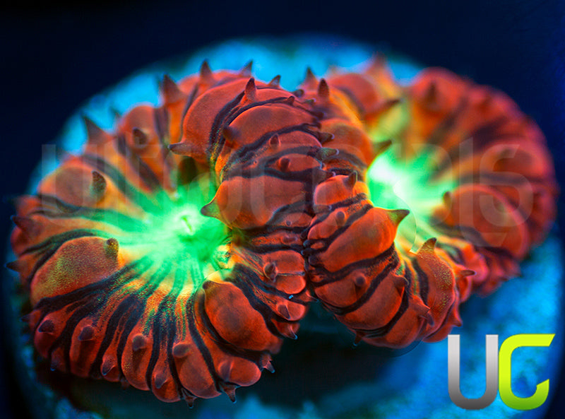 UC Kaleidoscope Blastos
