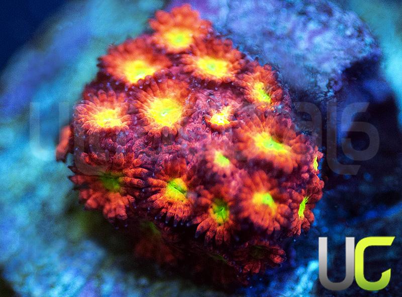 UC Sweet Tart Madracis