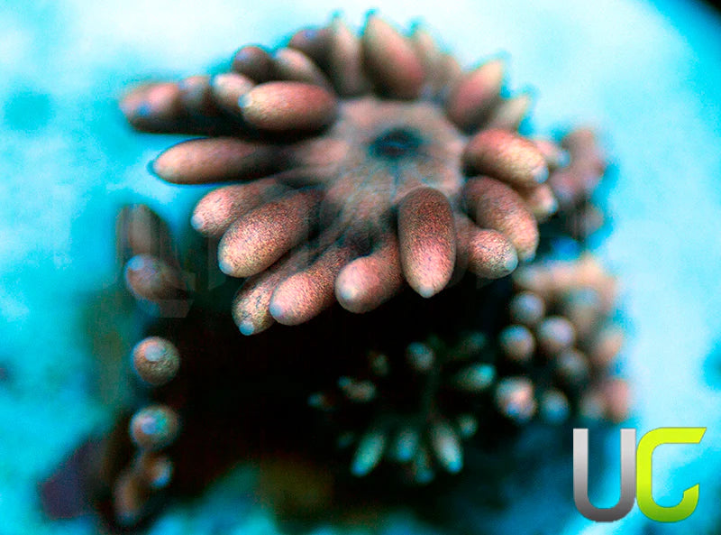UC Venus Goni