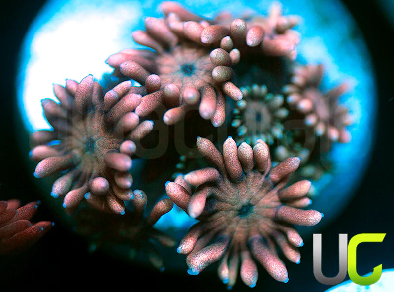 UC Venus Goni