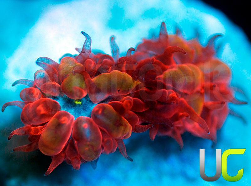 UC Blue Raven Blastos