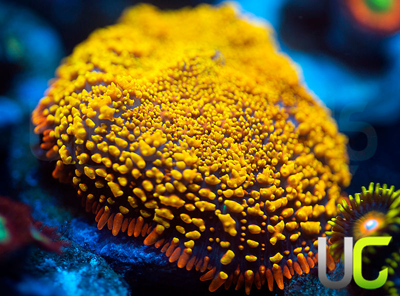 Wario Mushroom