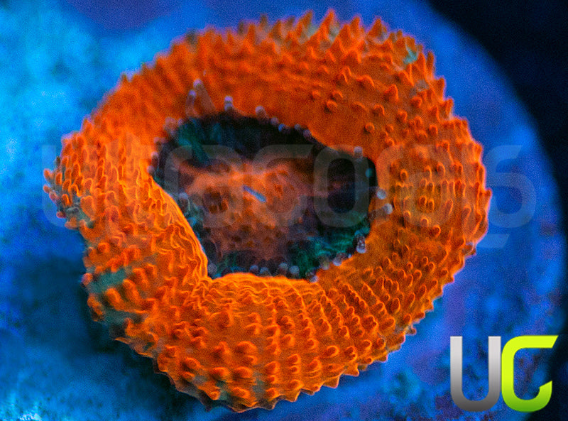 UC Mothership Micro Amakusensis