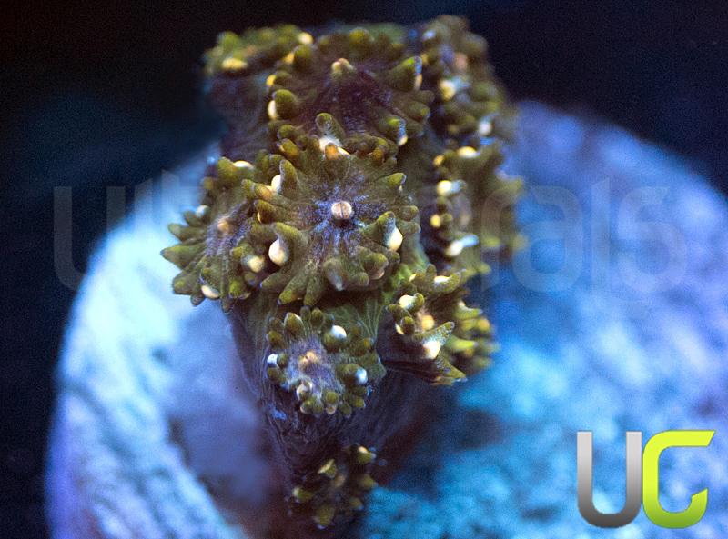 Skull Scratcher Cyphastrea Agassizi