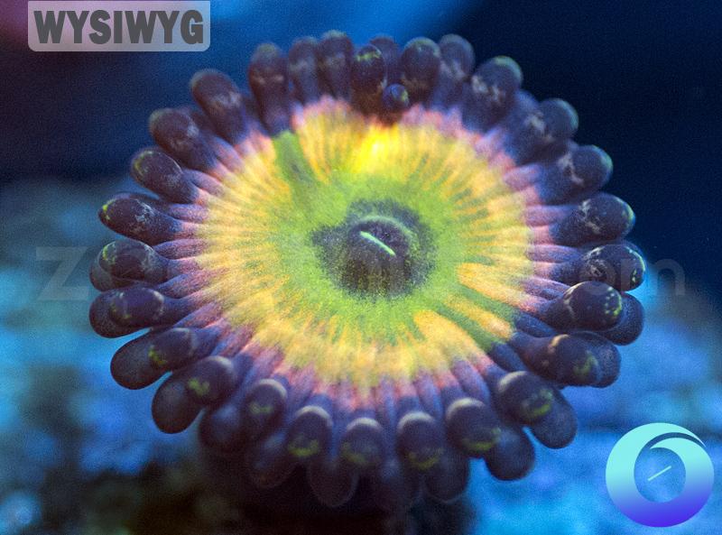 SC Orange Rainbow