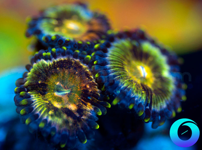 Nirvanas