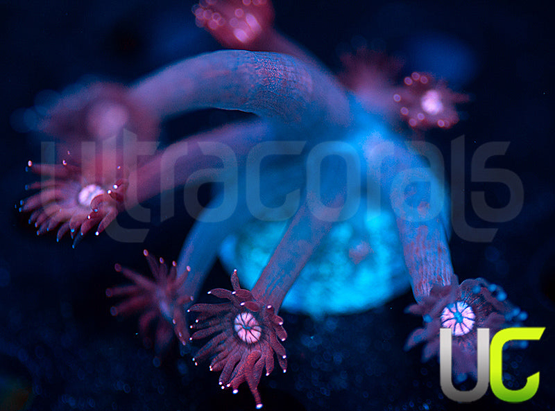 UC Glitter Tip Goni
