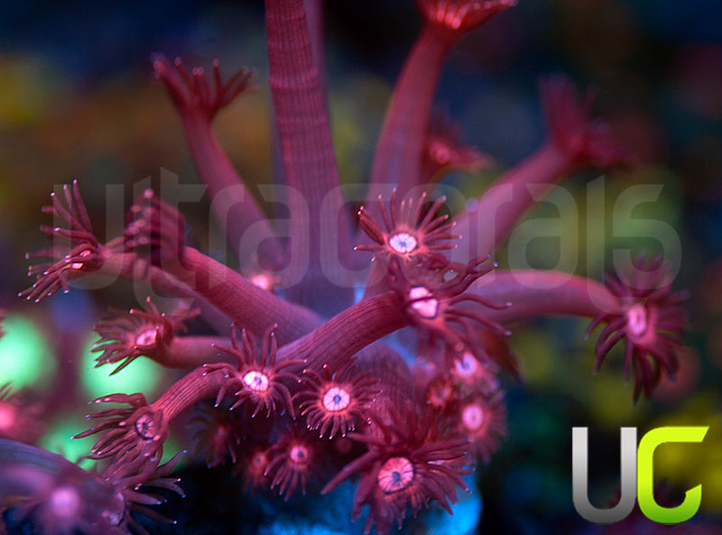 UC Glitter Tip Goni