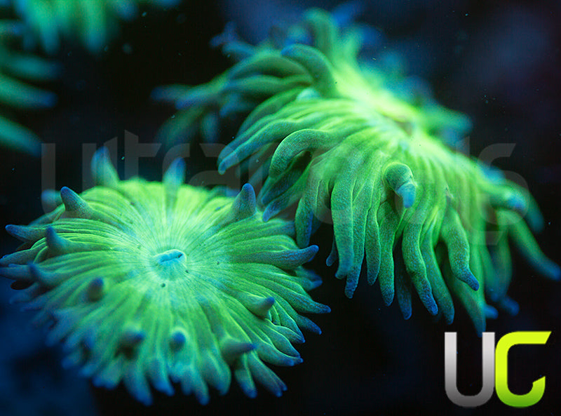 Aquacultured Blue Tipped Duncan