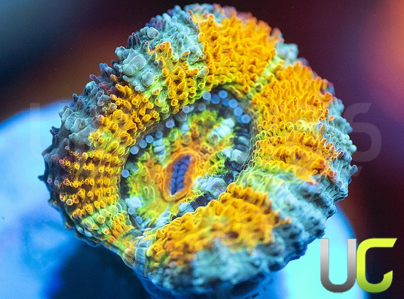 NEW RELEASE: UC Dandelion Fire Micromussa Lordhowensis