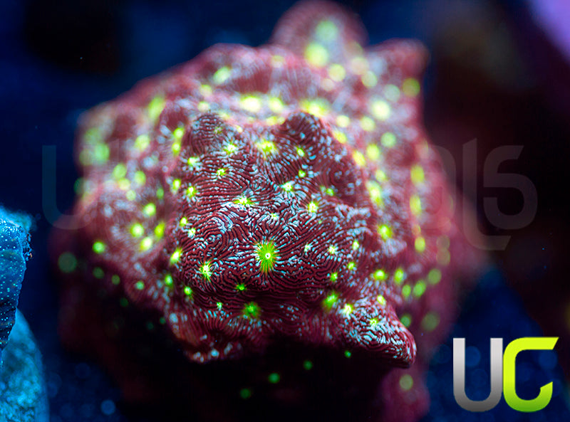 UC Red Devil Lepto