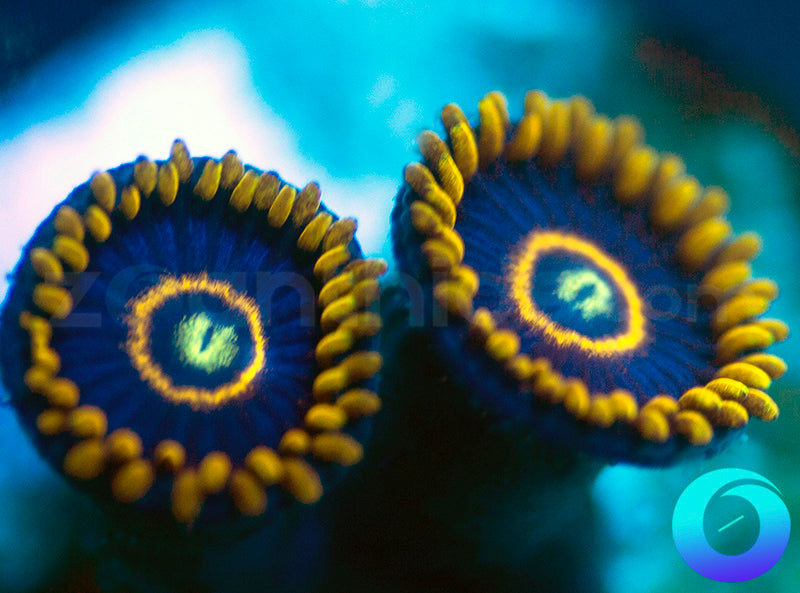 Blue Hornets