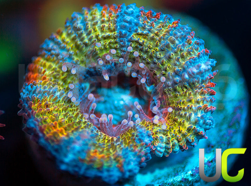 NEW RELEASE: UC Head Hunter Micro Lord