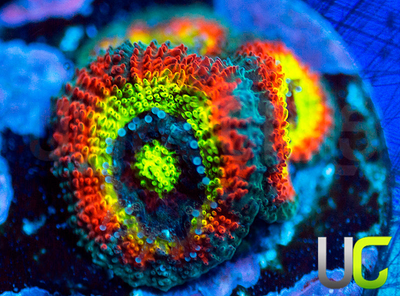 BigR Holy Grail Micro Amakusensis