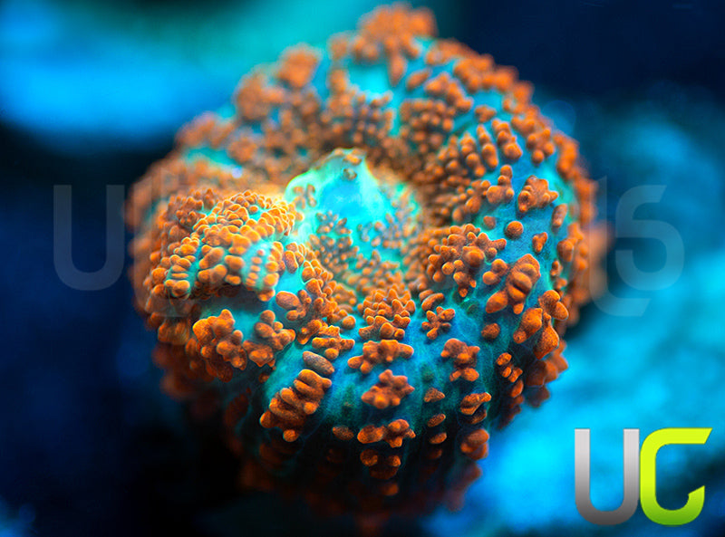 UC Monarch Mushroom