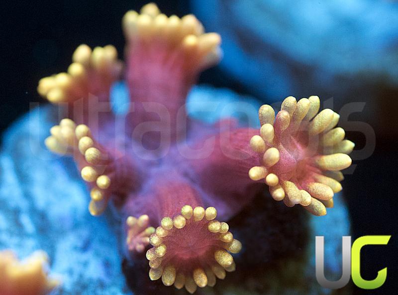 UC Siren Goni