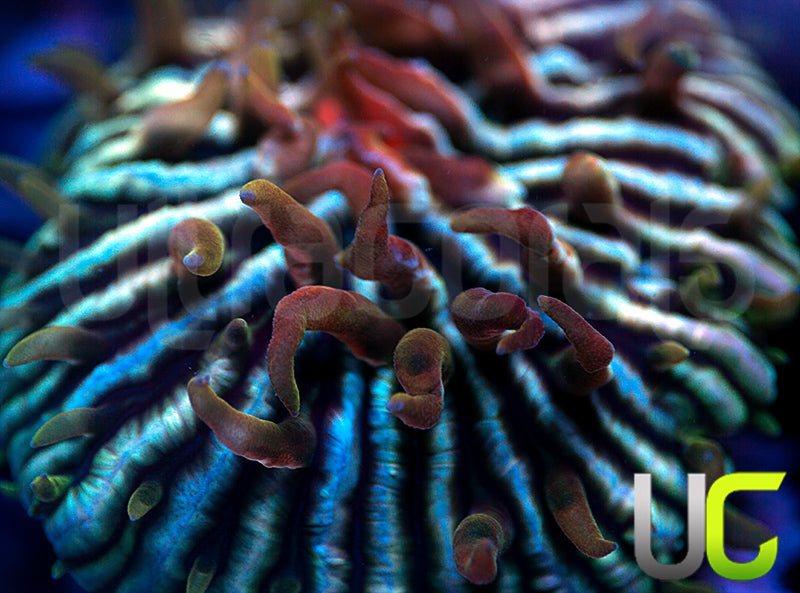 Aquacultured UCby Love Fungia