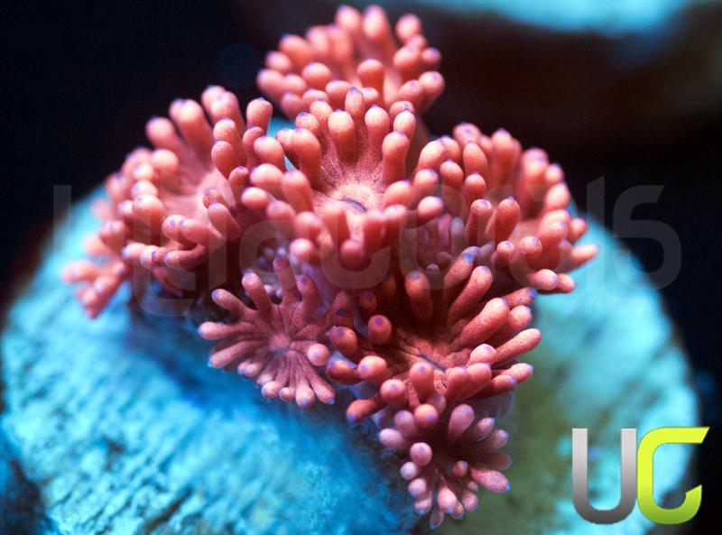 New Release UC Elektra Goni