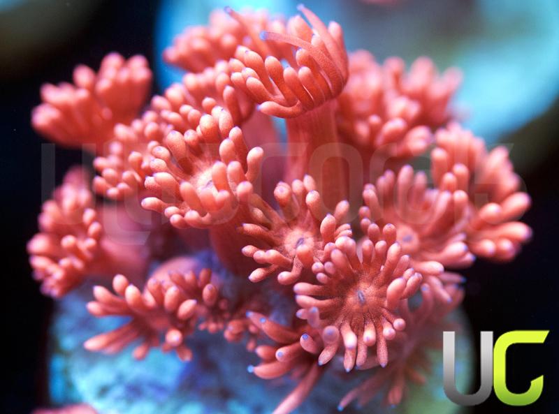 New Release UC Elektra Goni
