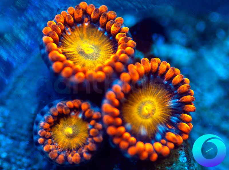 Tang Shot