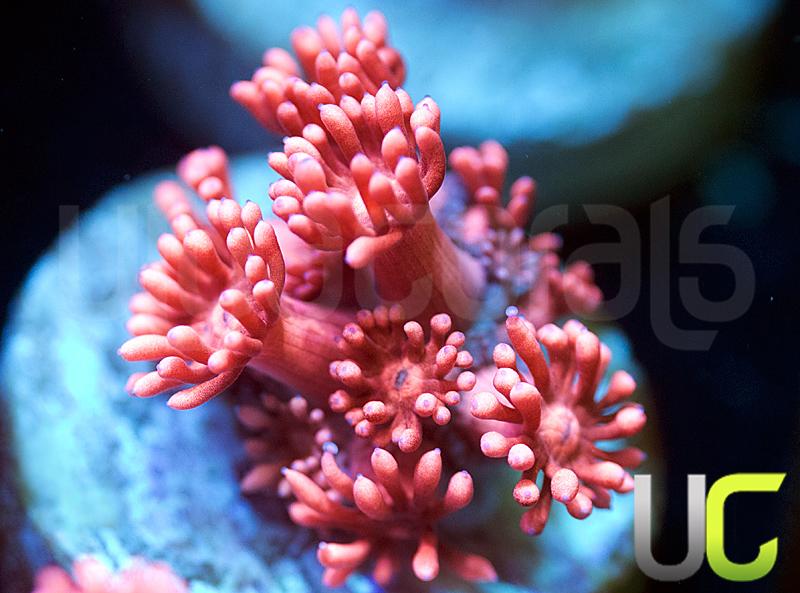 New Release UC Elektra Goni
