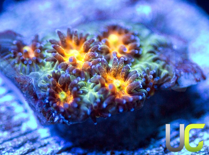 Rainbow Leptastrea