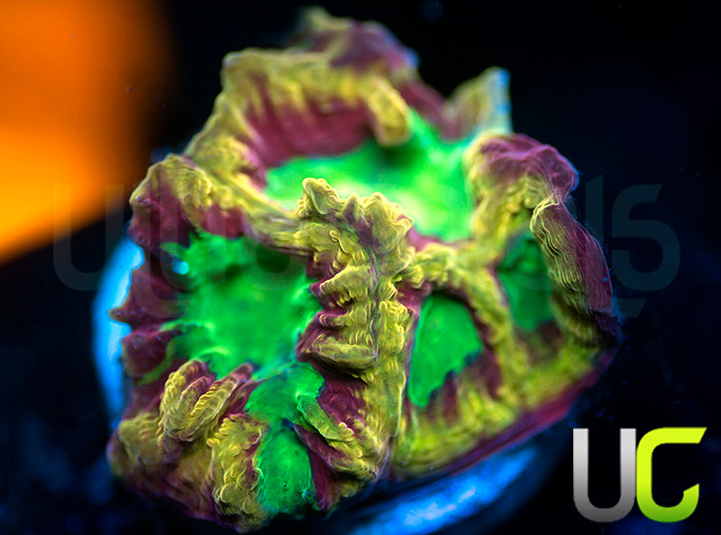 UC Overkill Favites