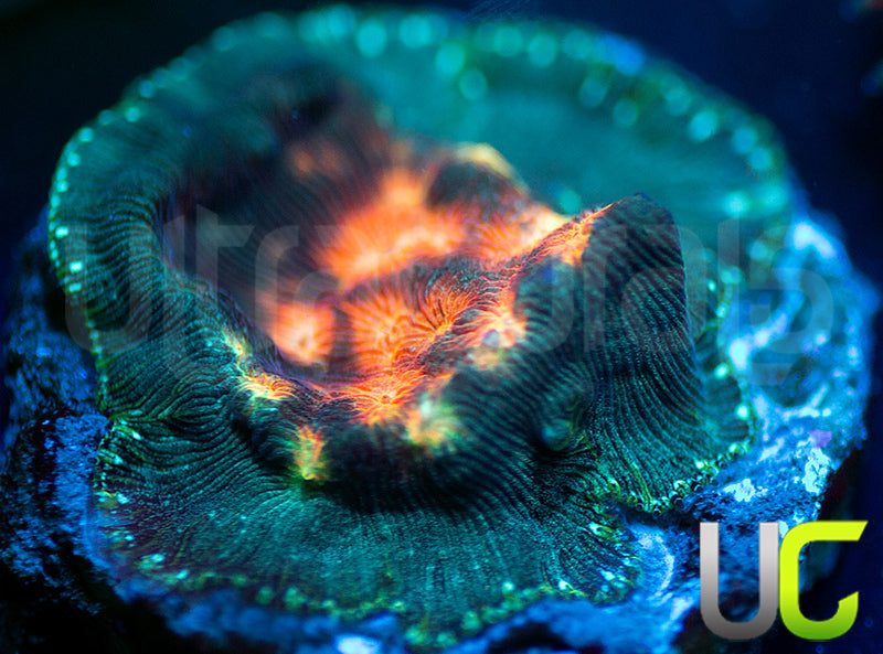 UC Plutonium Lepto