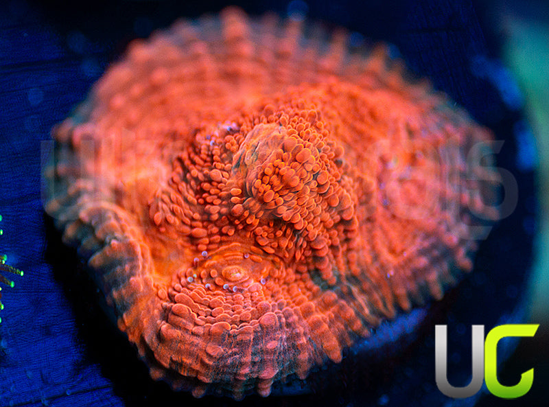UC Black Dhalia Chalice