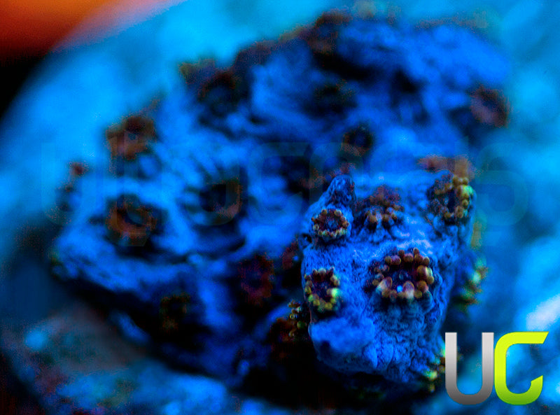 UC Jelly Belly Cyphastrea