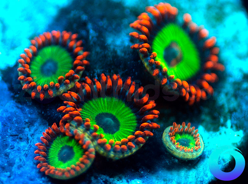 Emeralds on Fire
