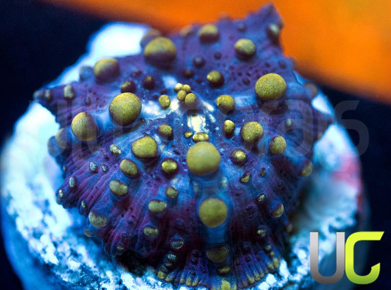 UC Star Crossed Mushroom