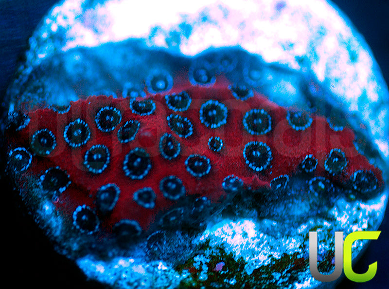Darth Maul Porites