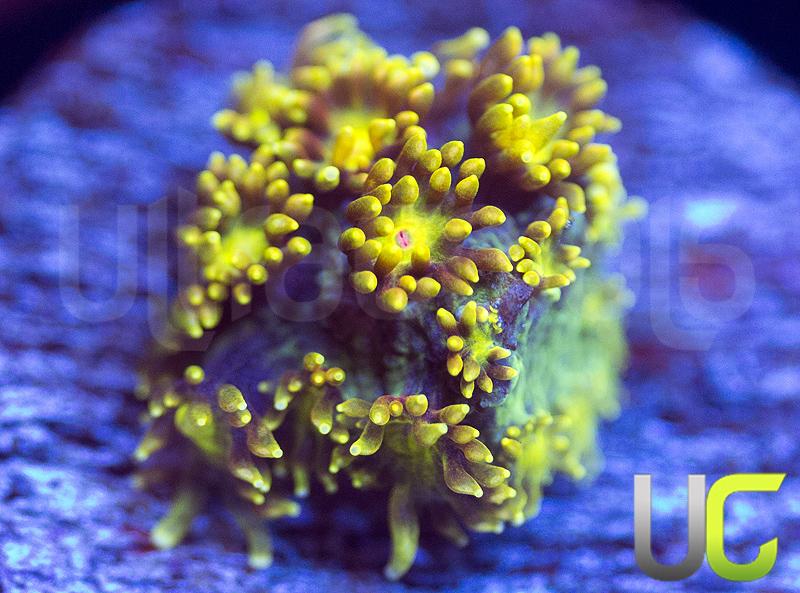 NEW RELEASE UC Enchantress Micro Goni