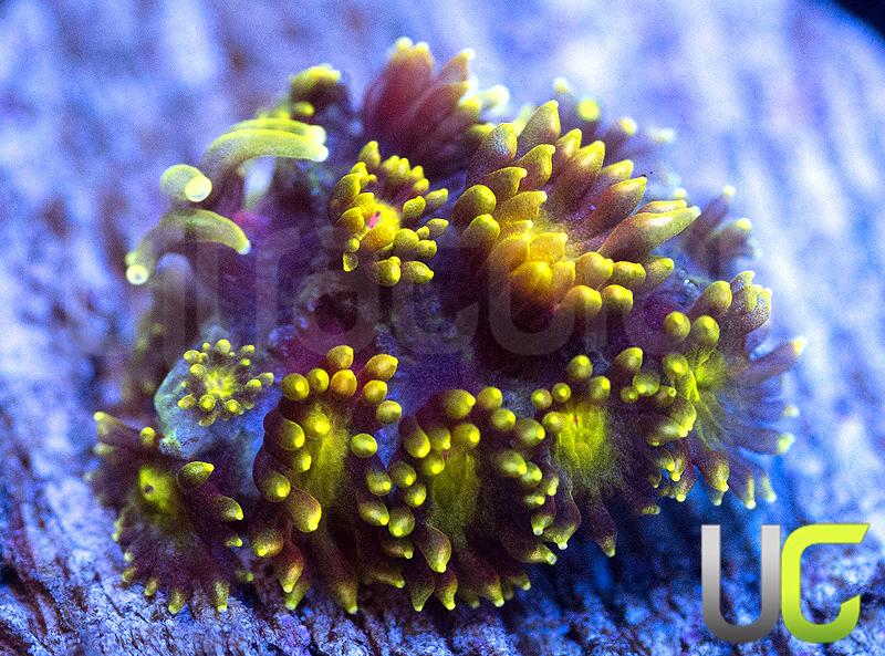 NEW RELEASE UC Enchantress Micro Goni