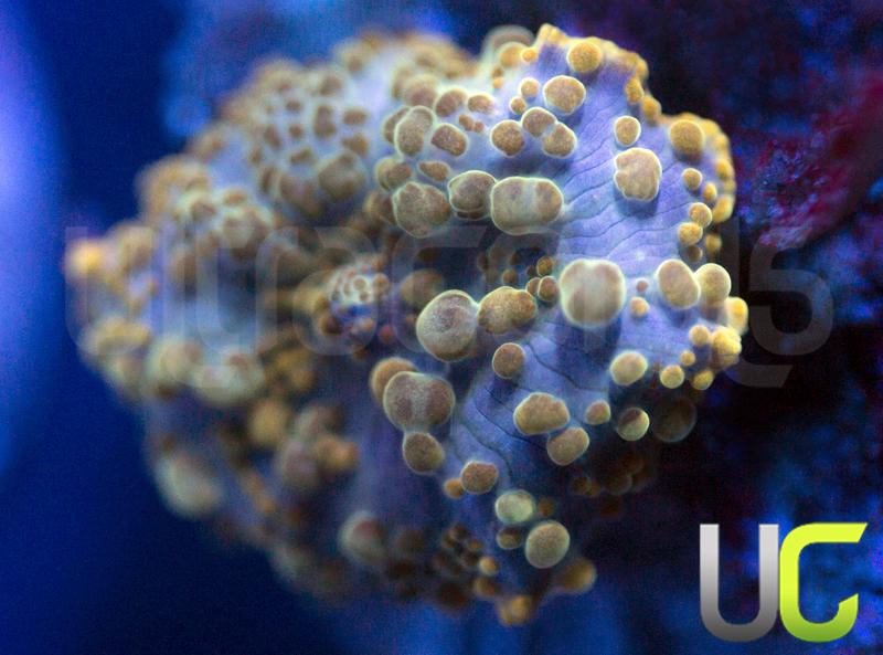 UC Poseidon Bubble Discosoma