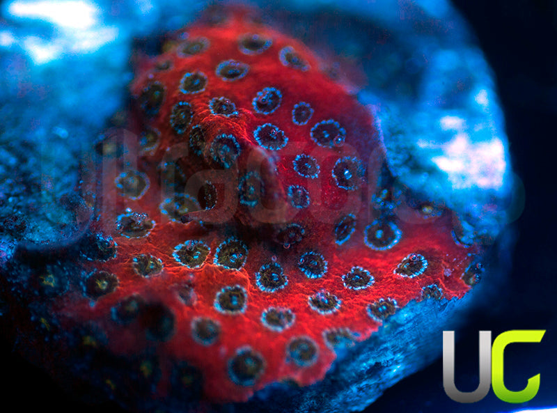 Darth Maul Porites