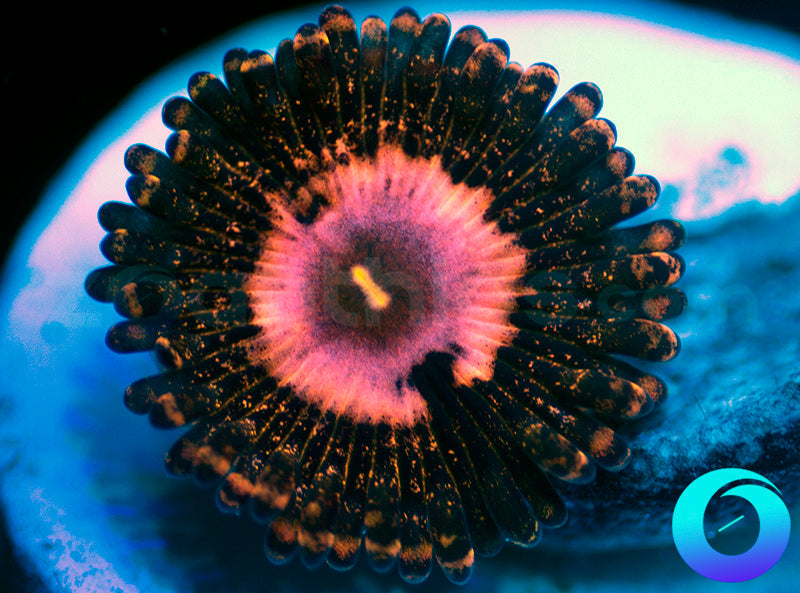 Queen Krakatoa