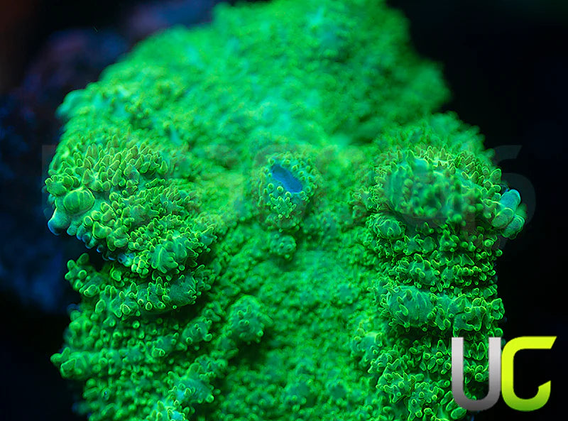 UC Shrek Mushroom